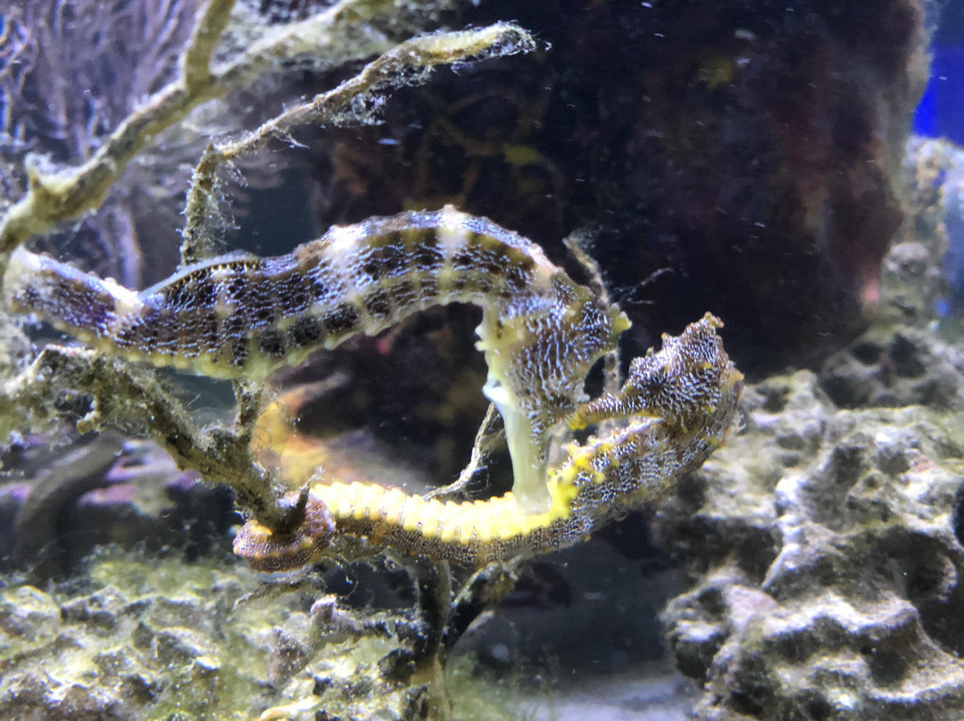Acuario Mundo Hippocampus-Organos必去景点