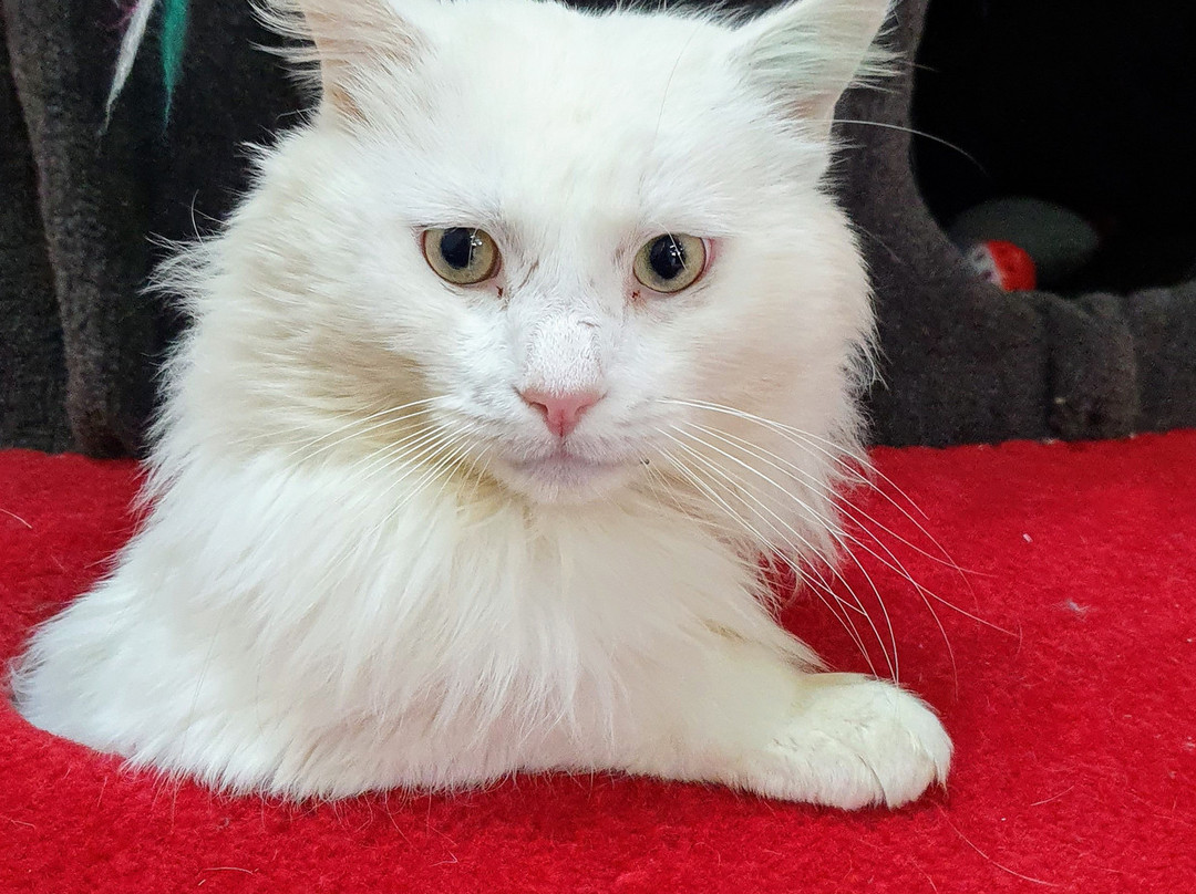 Neko HQ景点图片