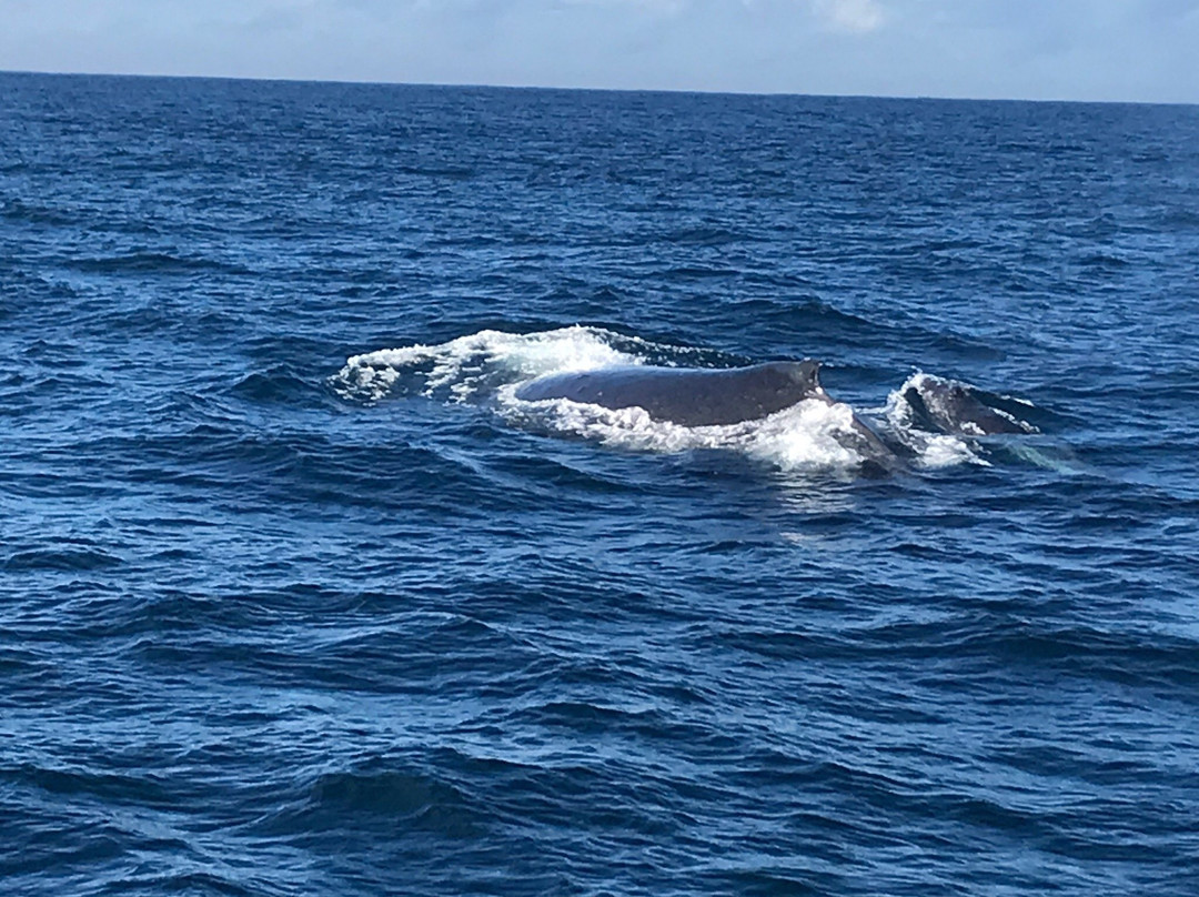 Cronulla Whale Watching-克罗纳拉必去景点