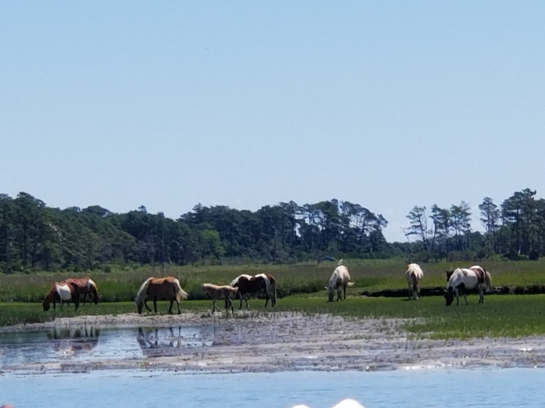 Assateague Adventure-钦科蒂格岛必去景点