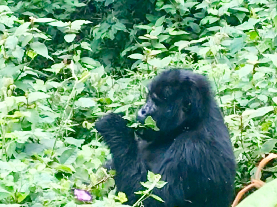 Gorillaland Safari Holidays-坎帕拉必去景点