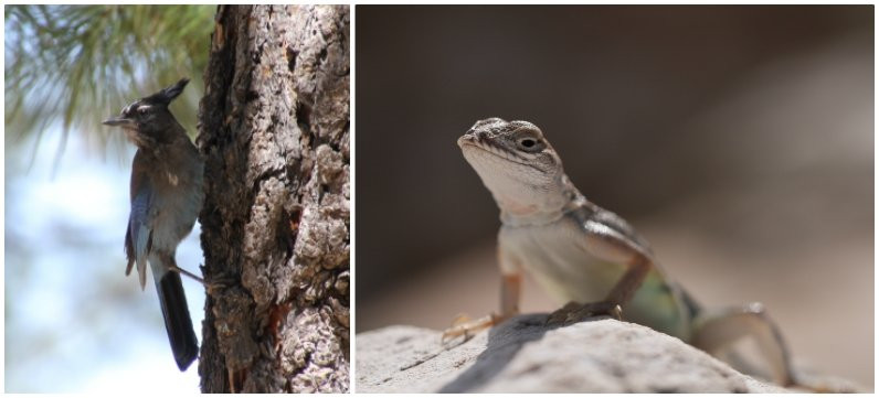 The Arboretum at Flagstaff-弗拉格斯塔夫必去景点
