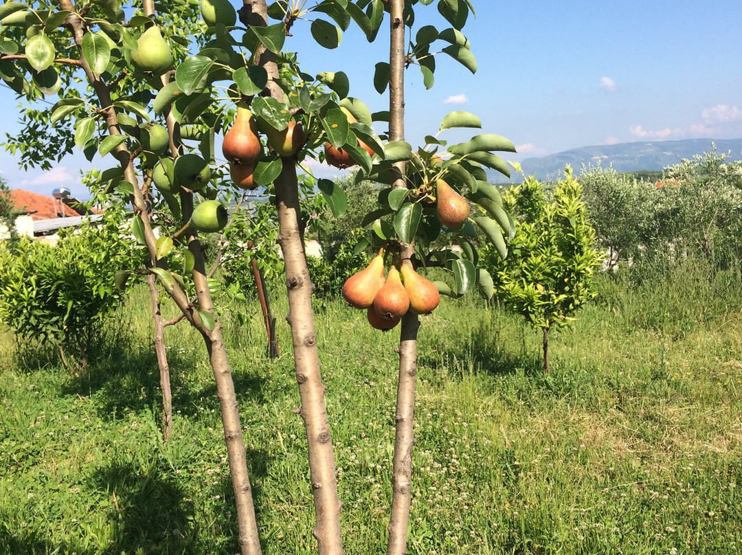 Dumrea Rubin Seferan主图