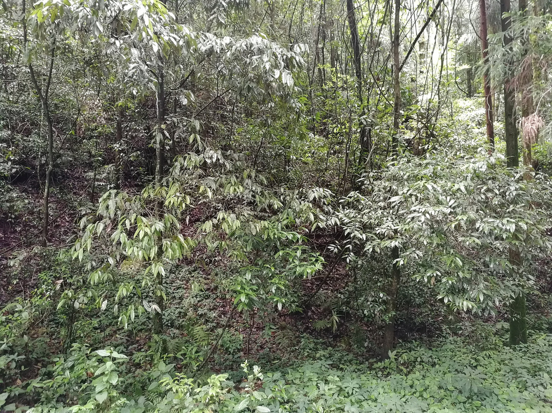 Maenam Wildlife Sanctuary-Namchi必去景点