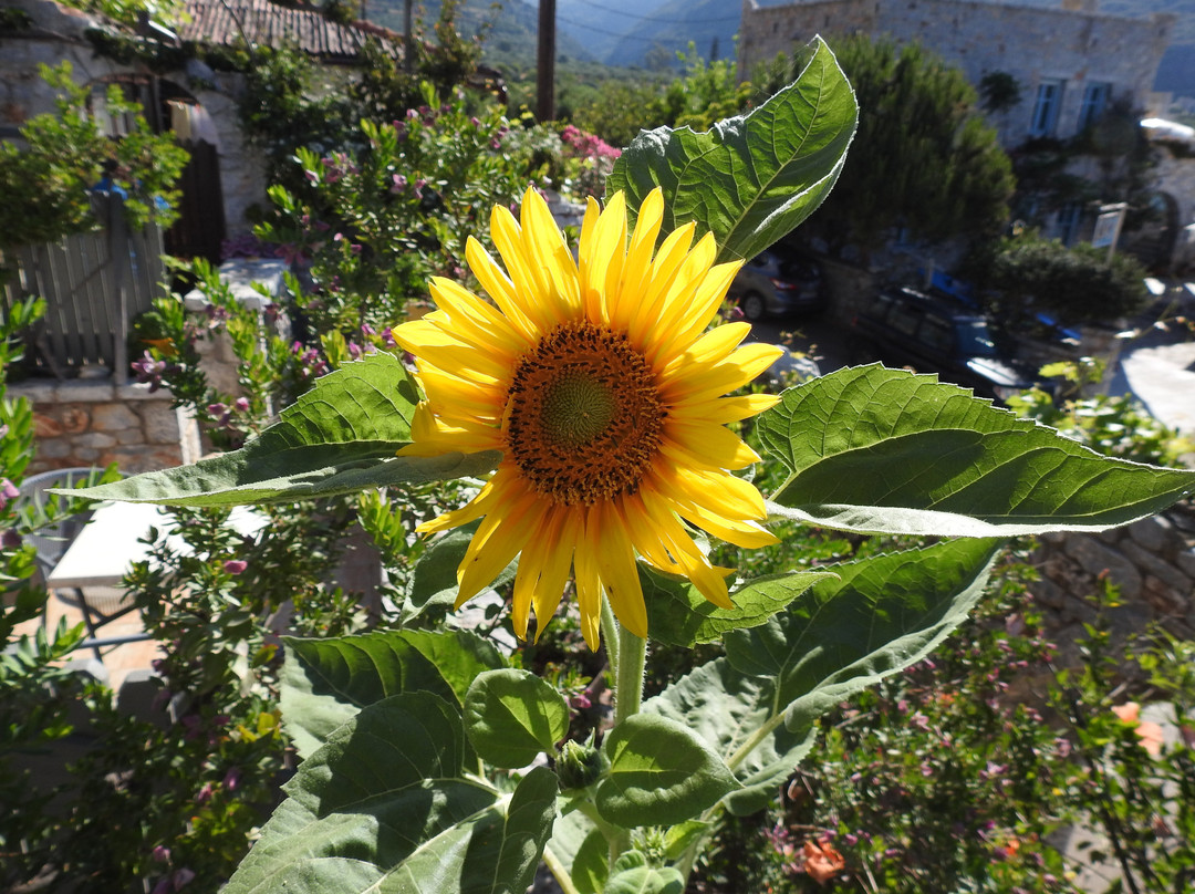 Elixirion Guest House主图