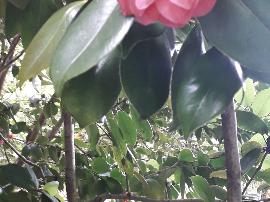 Jardin des plantes des Capellans景点图片