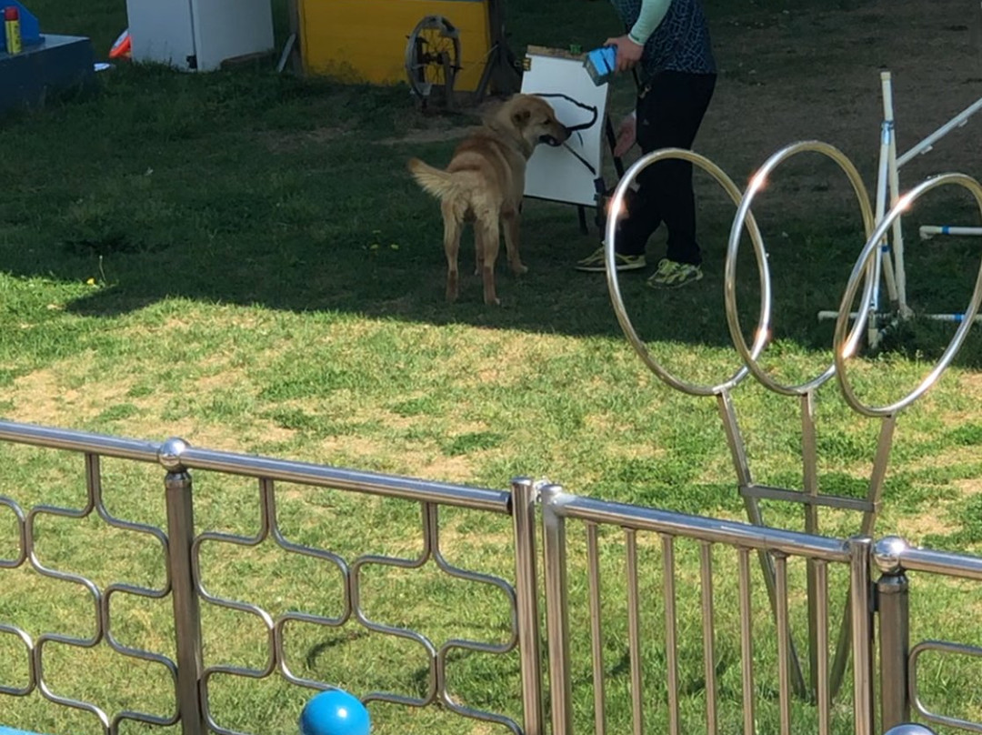Jindo Dog Theme Park景点图片
