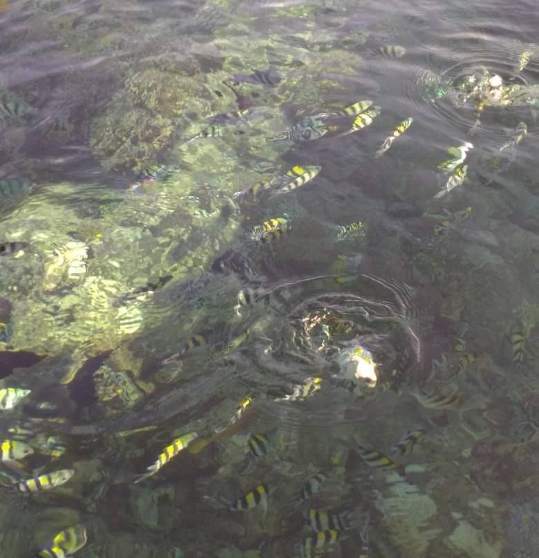 Asiana Lovina Hotel主图