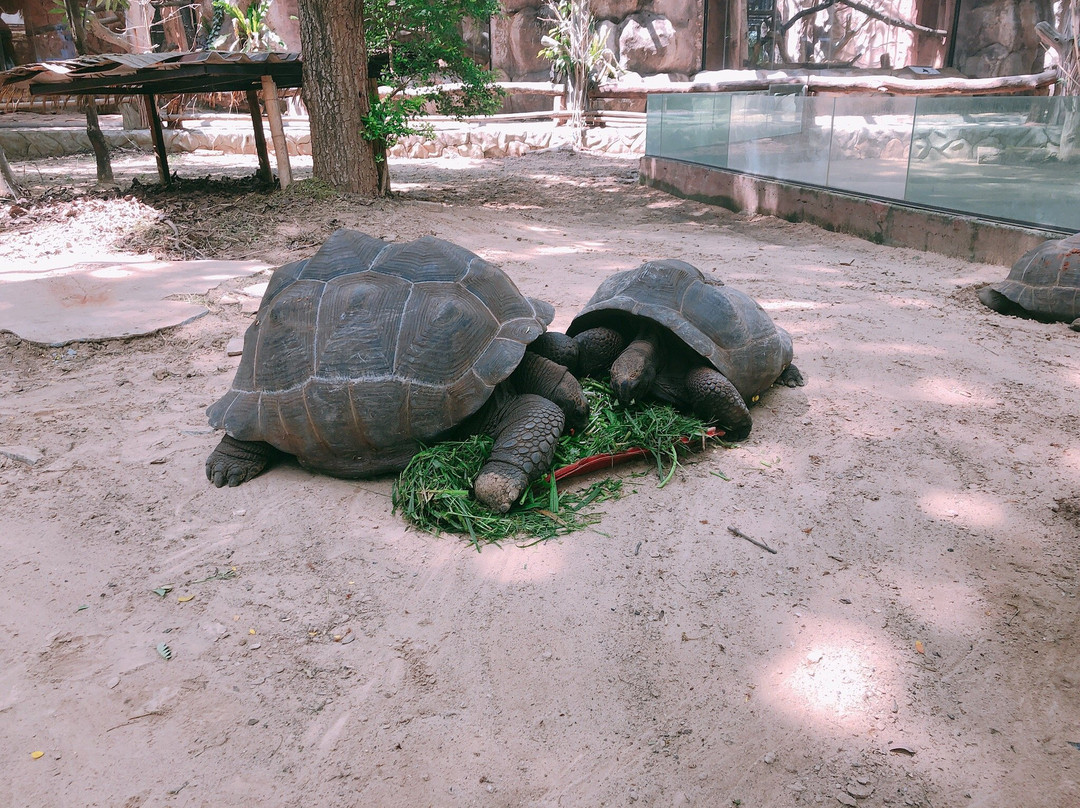 Nakhon Ratchasima Zoo景点图片