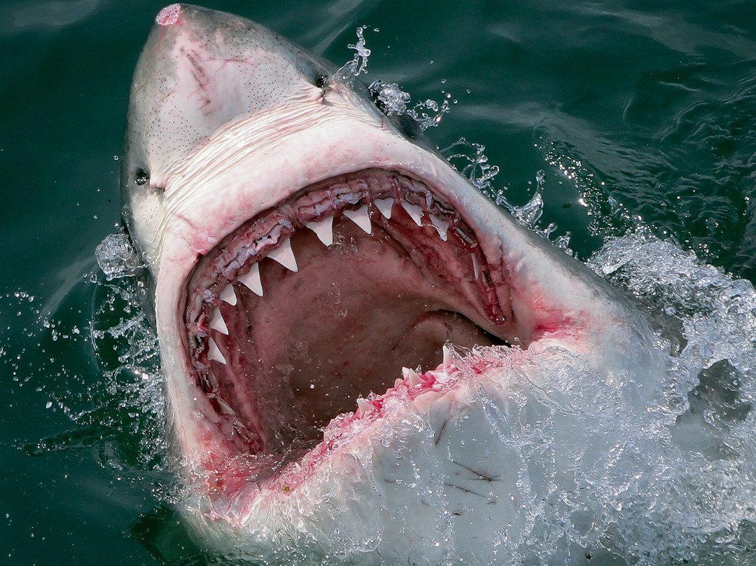 White Shark Ventures-Kleinbaai必去景点