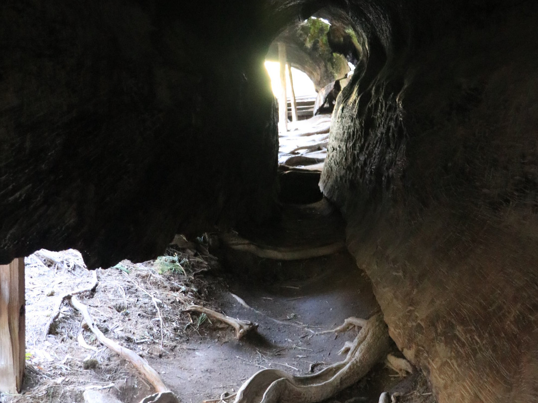 The Fallen Monarch-红杉&国王峡谷国家公园必去景点