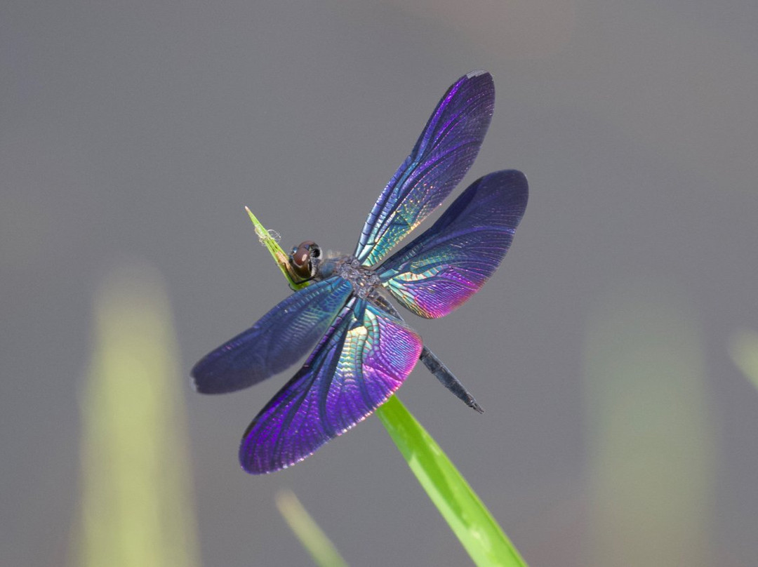 Bishazari Tal-奇旺国家公国必去景点