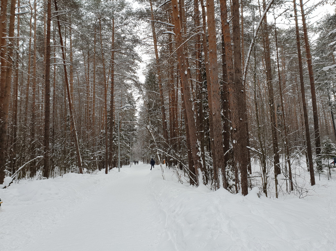 Chernyayevsky Forest-彼尔姆必去景点