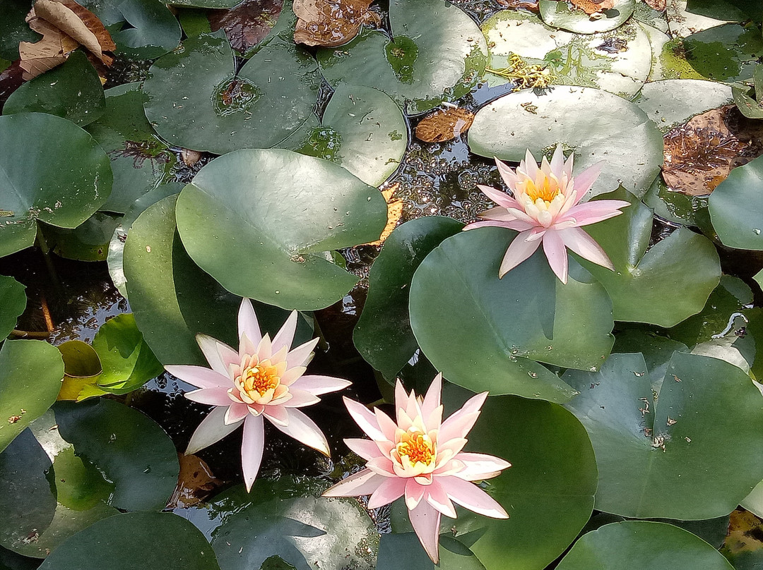 Biodiversity Park景点图片