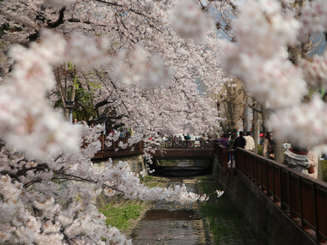 Yeojwacheon Romance Bridge-昌原市必去景点