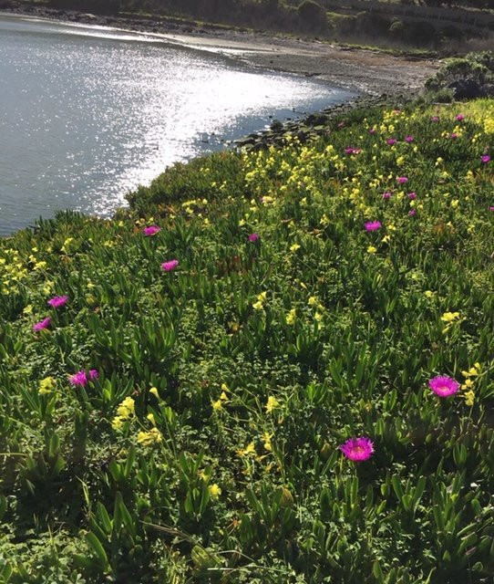 San Bruno Point Park-圣布鲁诺必去景点