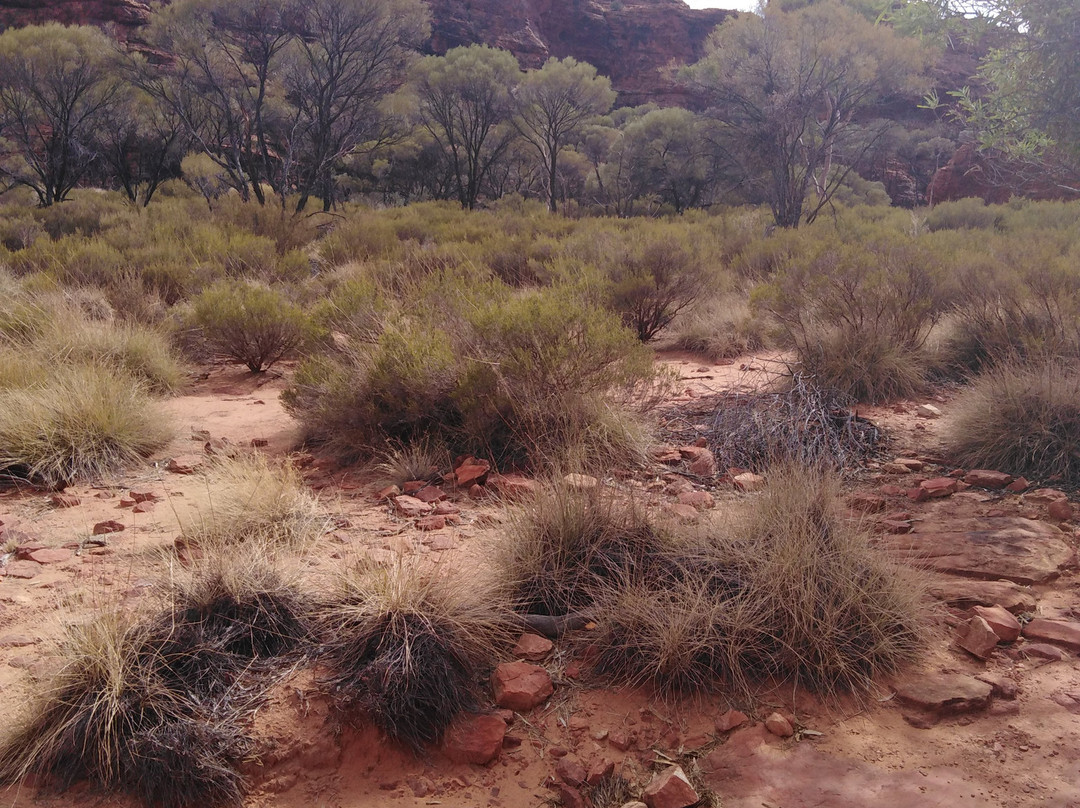 Watarrka National Park景点图片