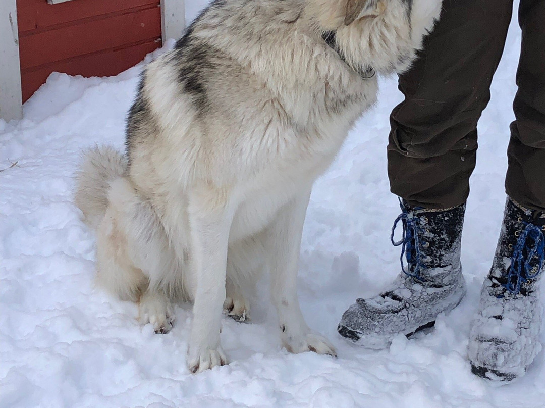 Arctic Wolfland Sanctuary景点图片