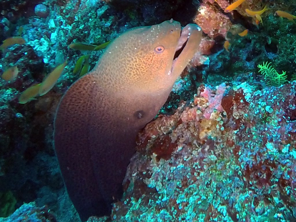 Iboih Dive Centre-Sabang必去景点