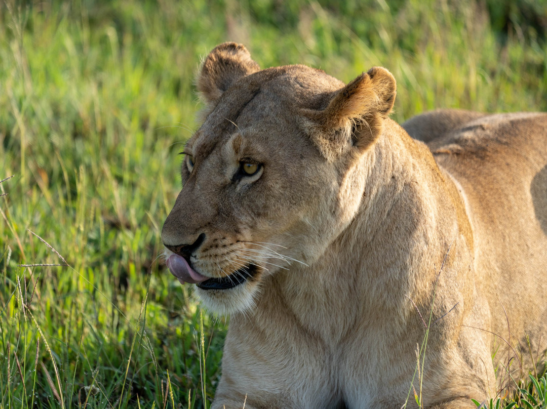 iTravel Safari & Expeditions-阿鲁沙必去景点