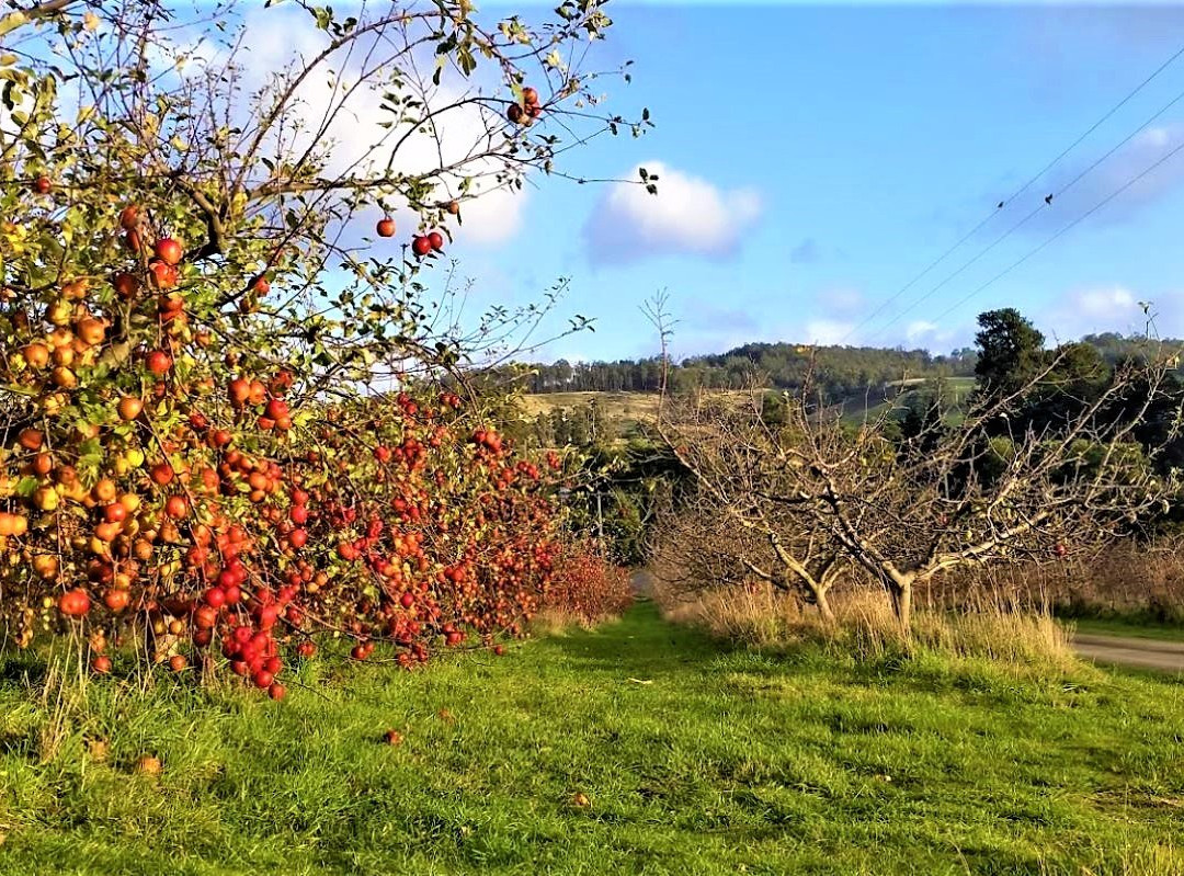 Cygnet旅游攻略图片