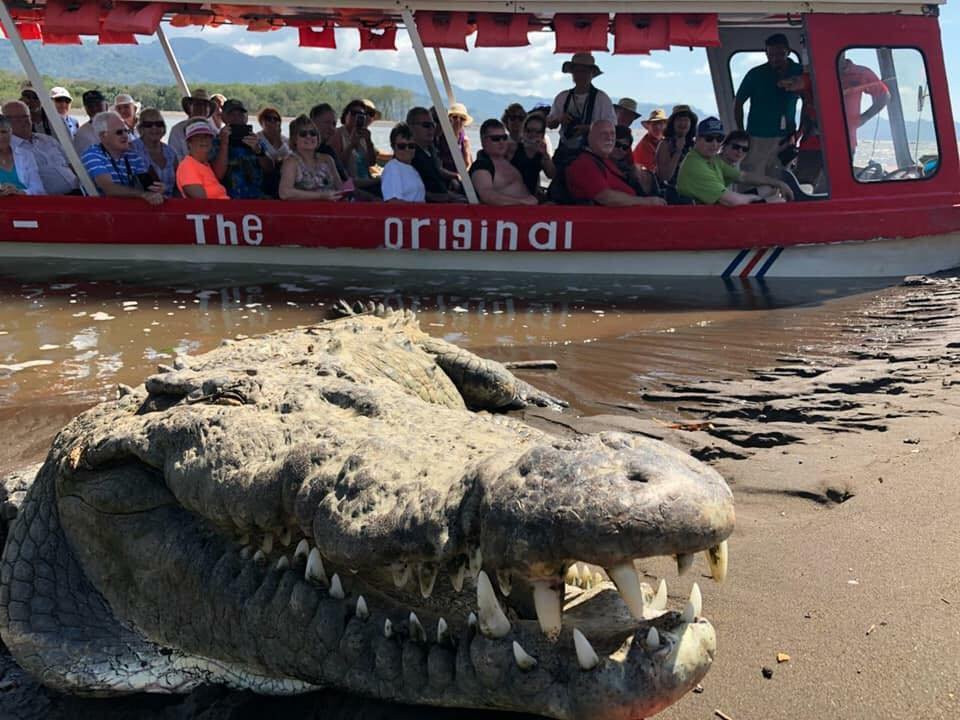 Crocodile Man Tour景点图片