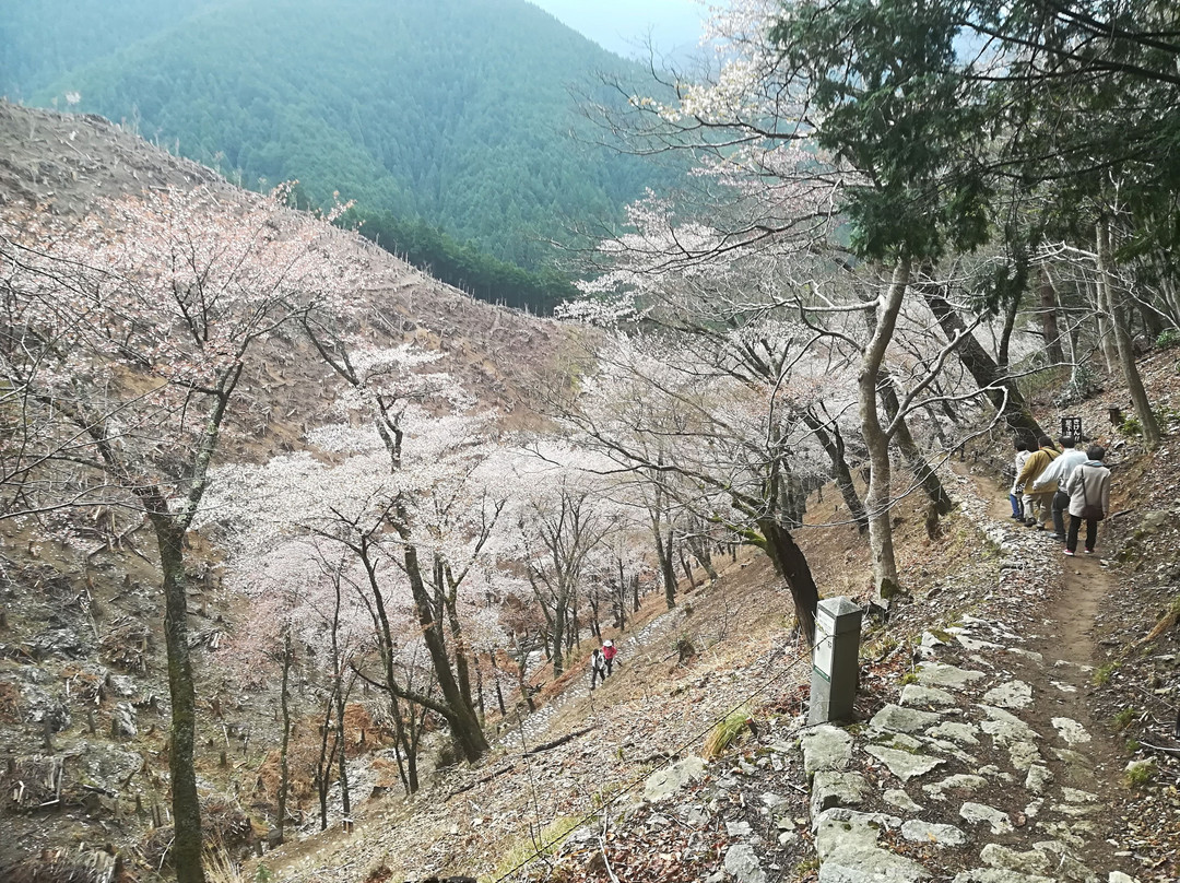 Mt. Yoshino景点图片