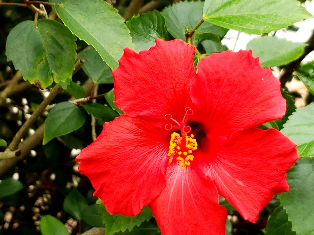 Westgate Vacation Villas Resort主图