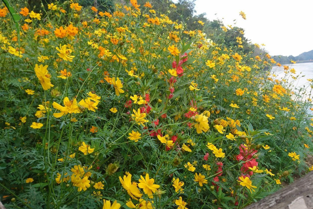 Mae Ping National Park-里县必去景点