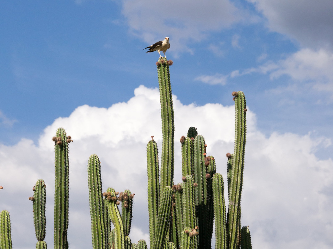 Desierto de la Tatacoa-Villavieja必去景点