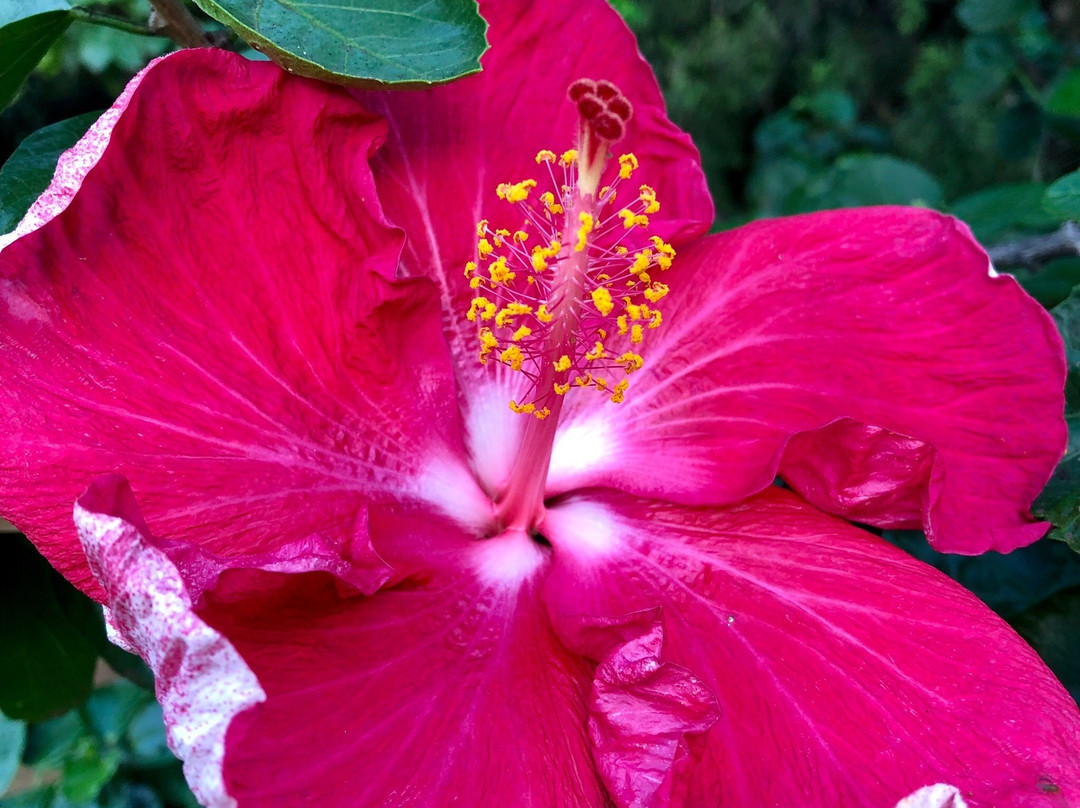 Smiths Tropical Paradise-卡帕阿必去景点