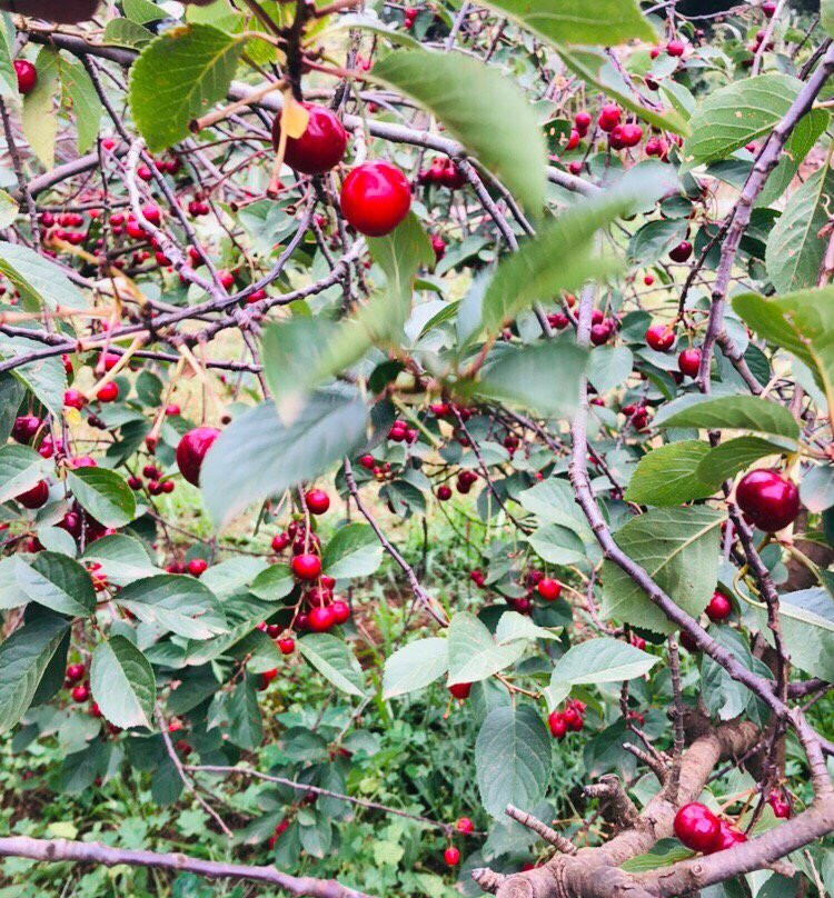 Blue Hills Berries and Cherries-Silvan必去景点