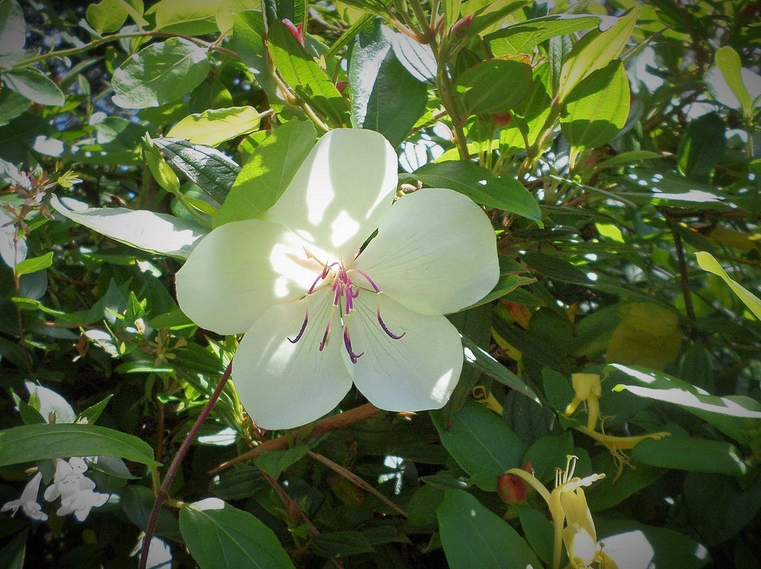 Rosellas On Springbrook主图