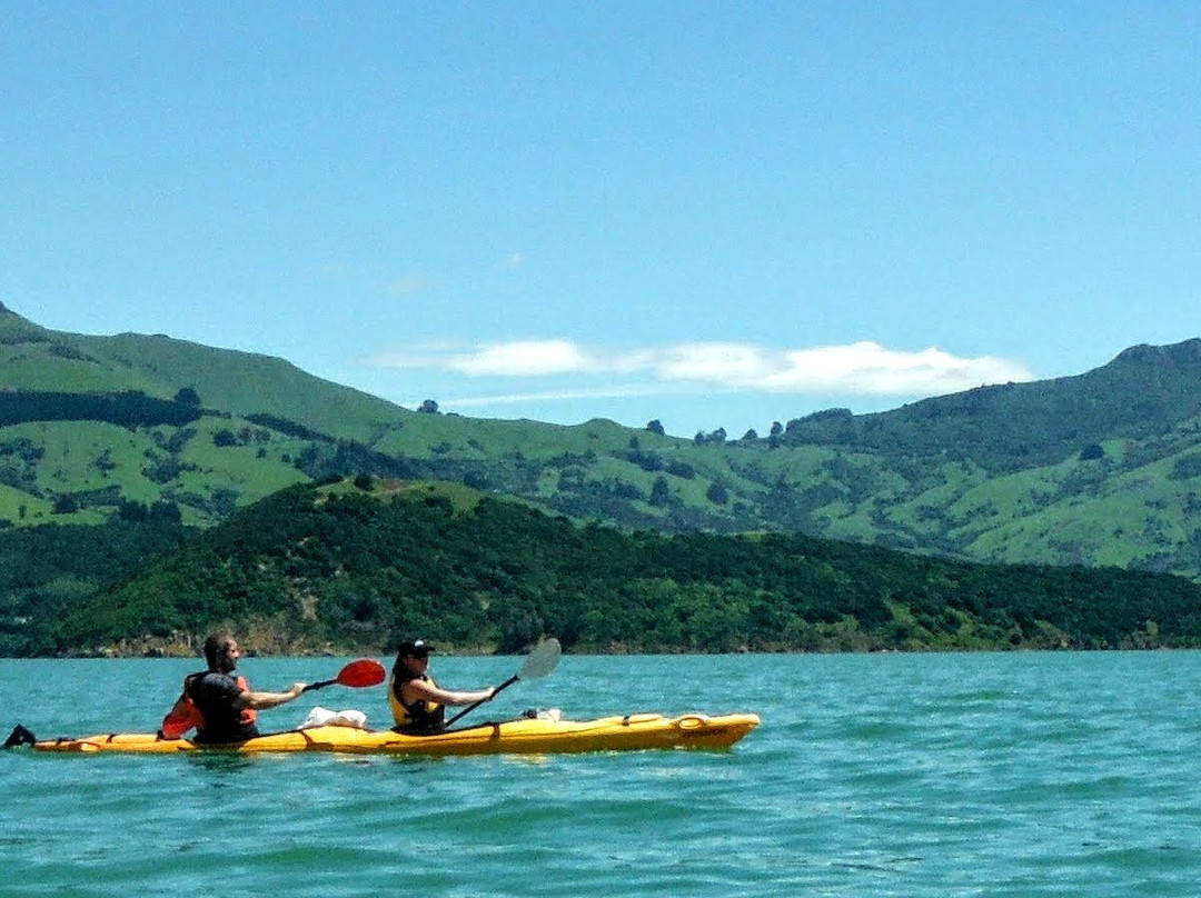 Akaroa Guided Kayak Safari景点图片