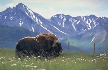 Musk Ox Farm景点图片