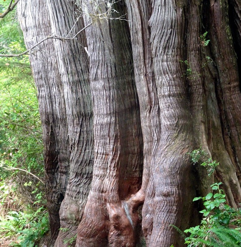 The Big Tree Trail景点图片