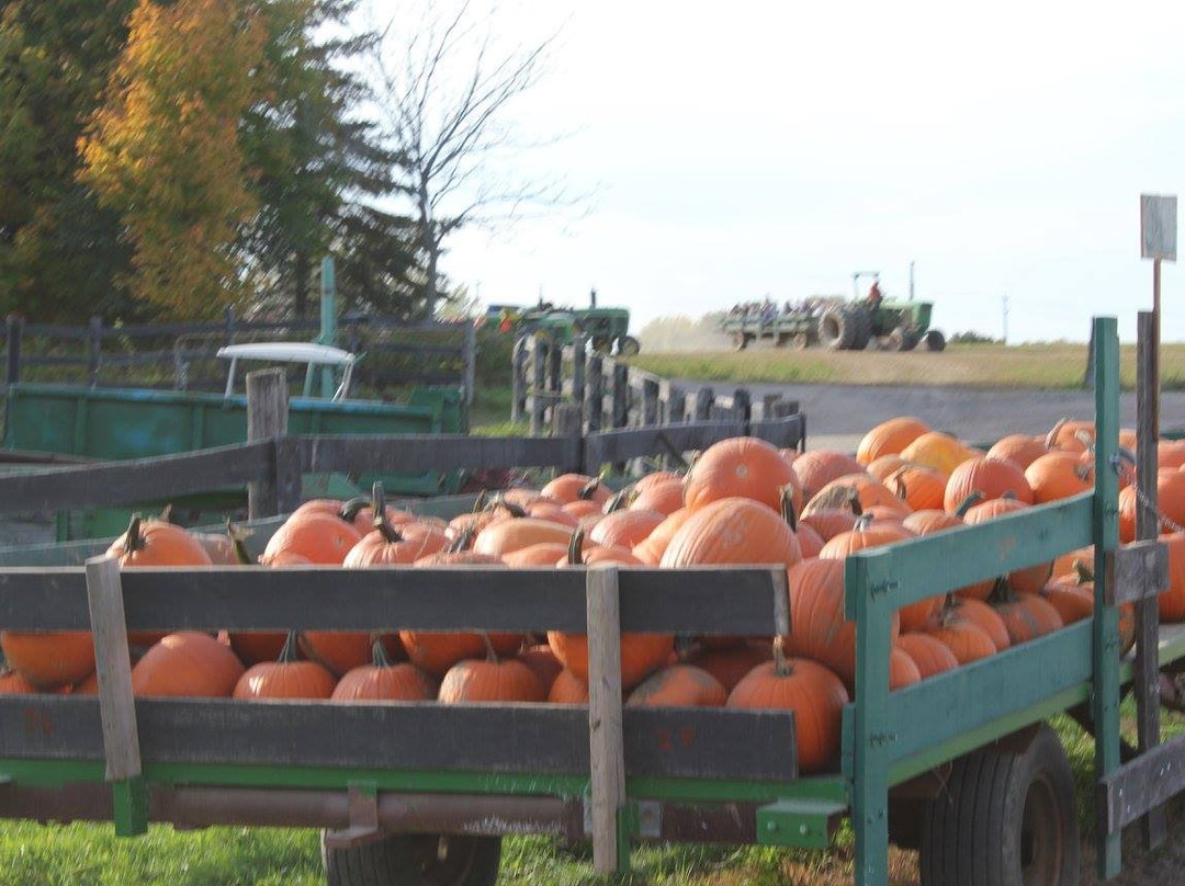 Knox's Pumpkin Farm景点图片