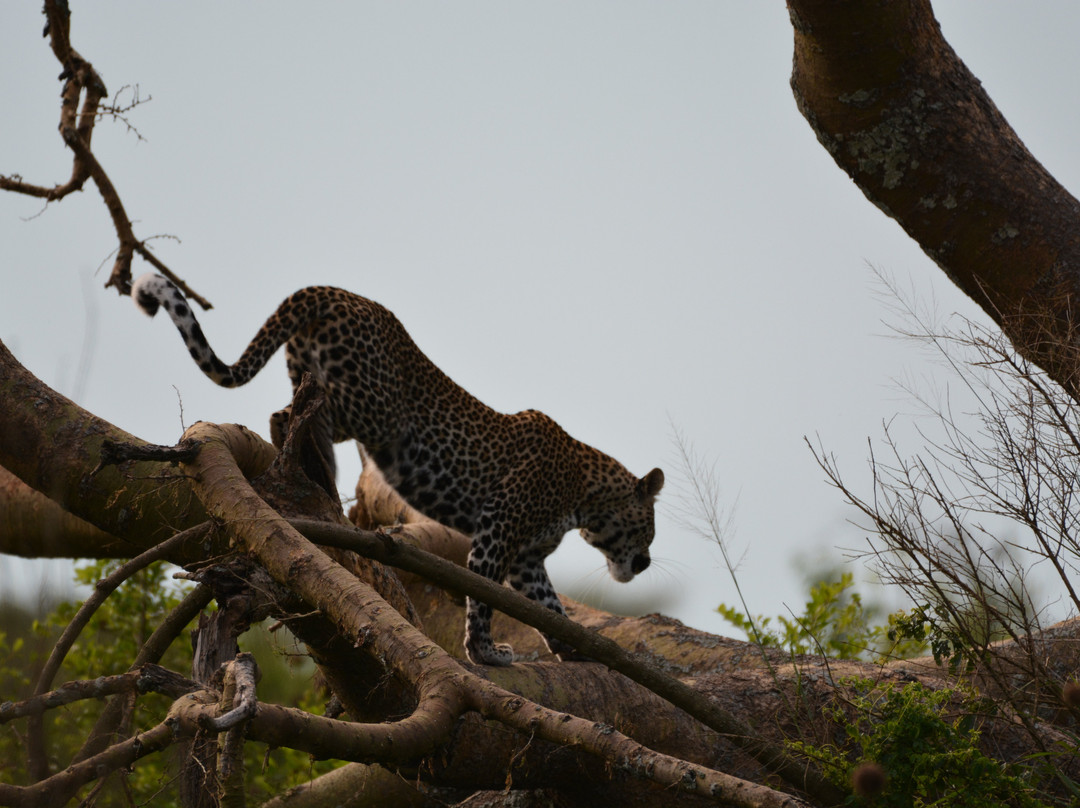 WildFrontiers Uganda景点图片