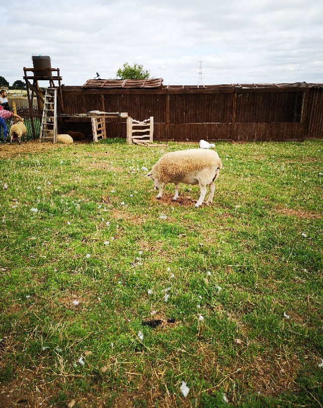 Oak Tree Farm-Stonnall必去景点