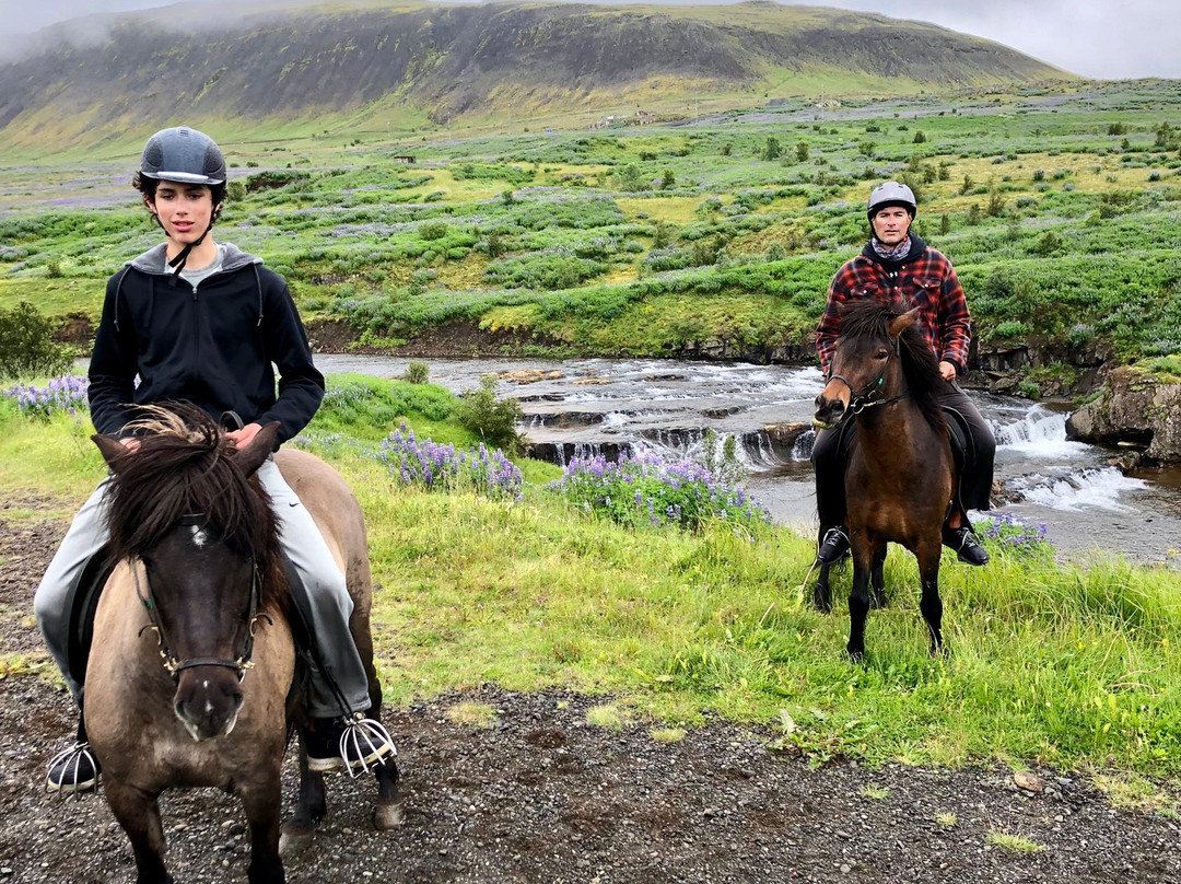 Hradastadir Horse Riding & Farm景点图片