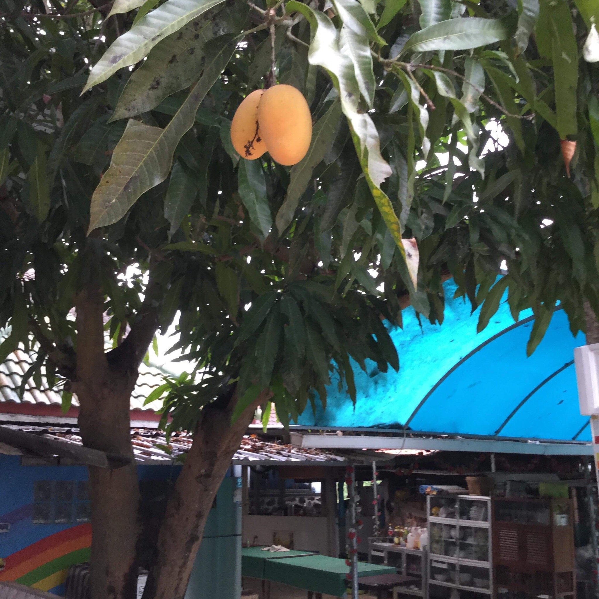 Peetim's Homestay-官方