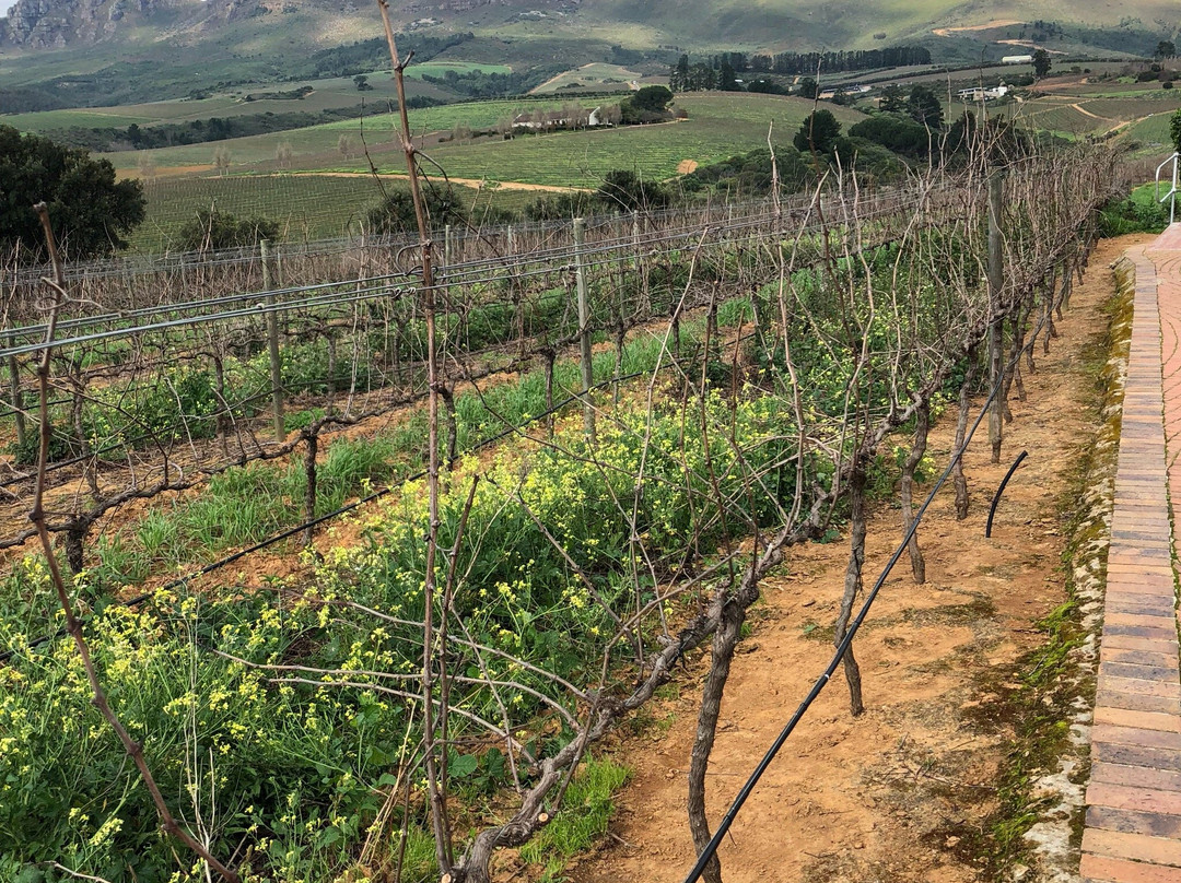 Cape Wine and Leisure Tours-斯泰伦博斯必去景点