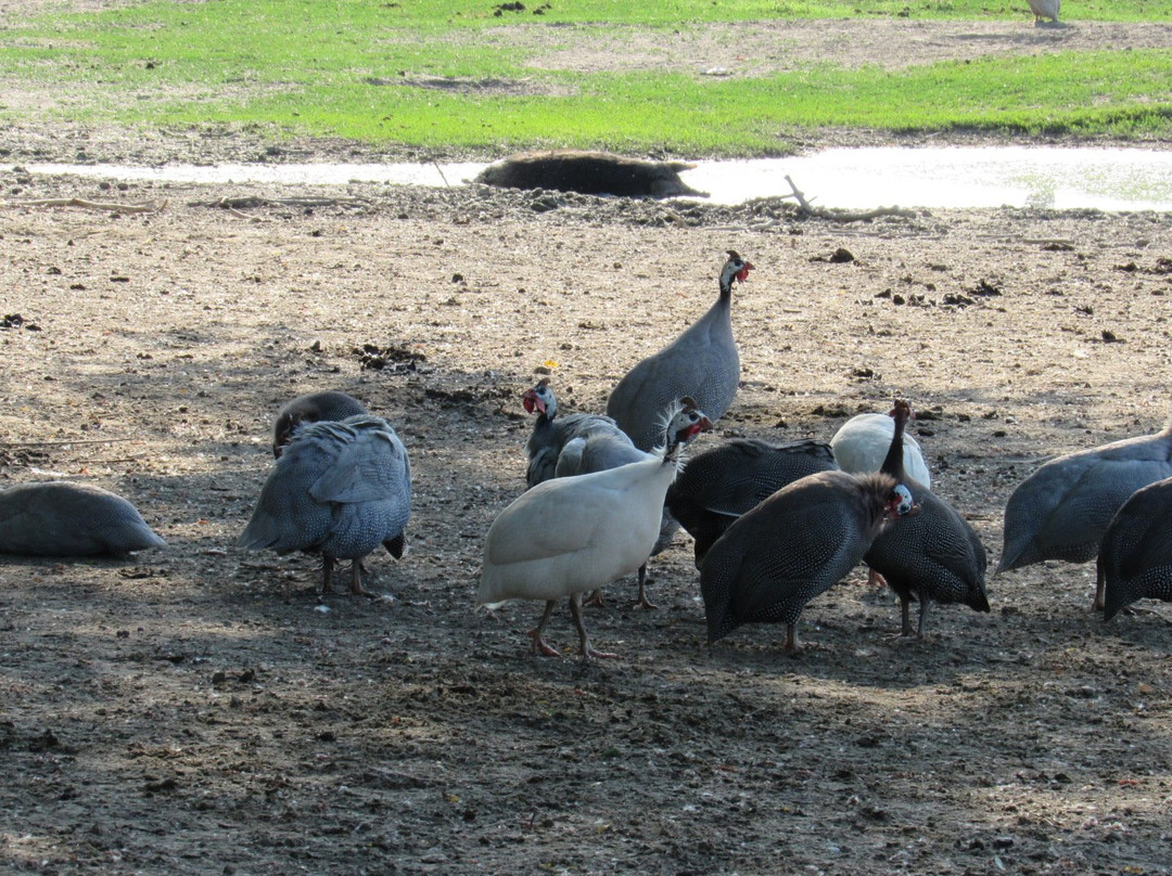 Island of Krcedin-Krcedin必去景点