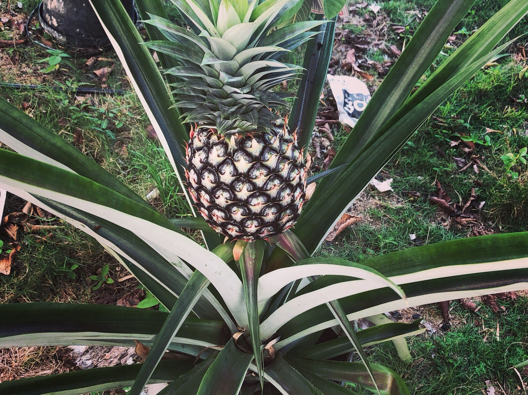 Jerantut Homestay主图