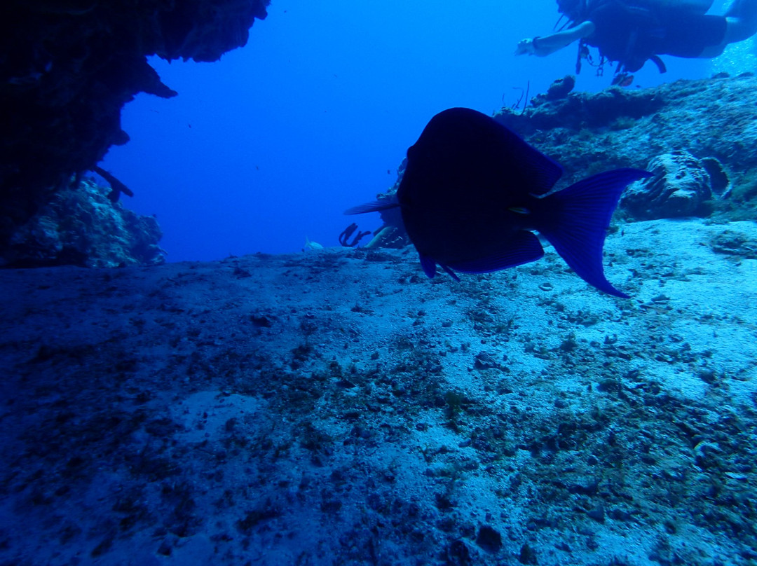 Pro Dive Mexico-坎昆必去景点