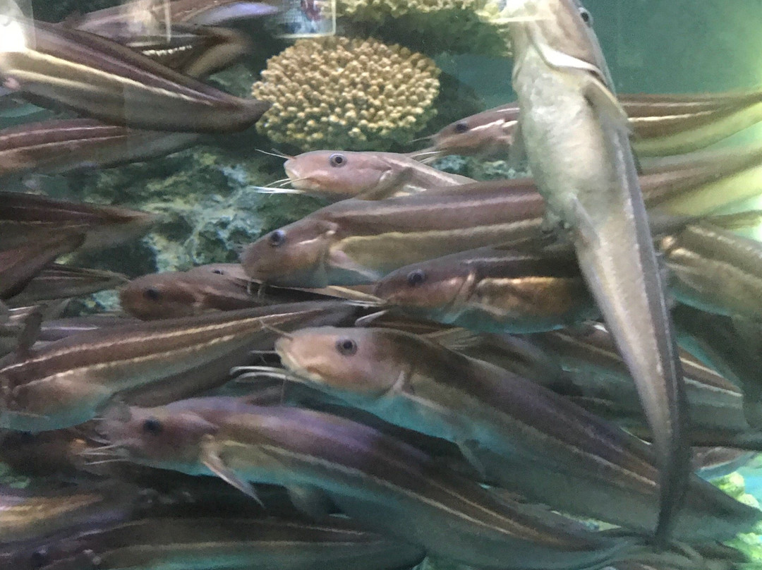 Khlong Khok Kham-龙仔厝必去景点