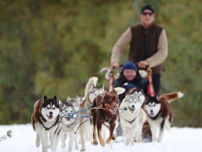 Australian Sleddog Tours-Mount Buller必去景点