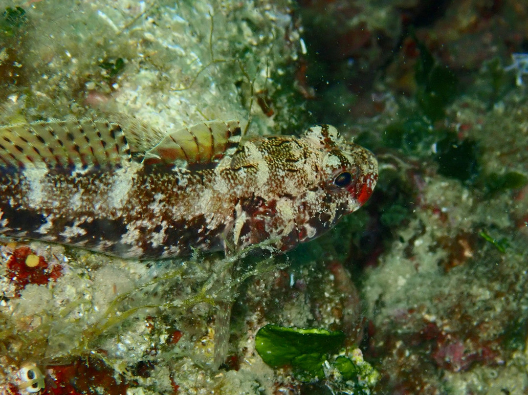 Orca Diving Center-普拉必去景点