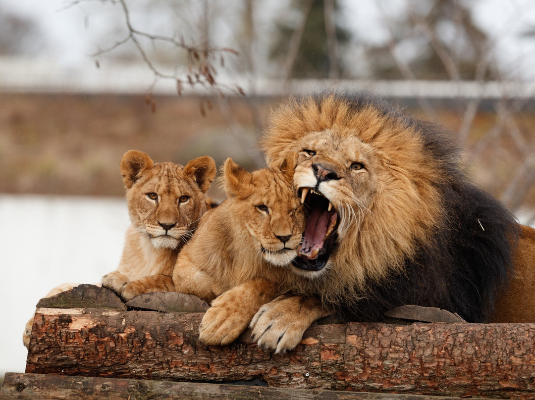 哥本哈根动物园-腓特烈堡必去景点