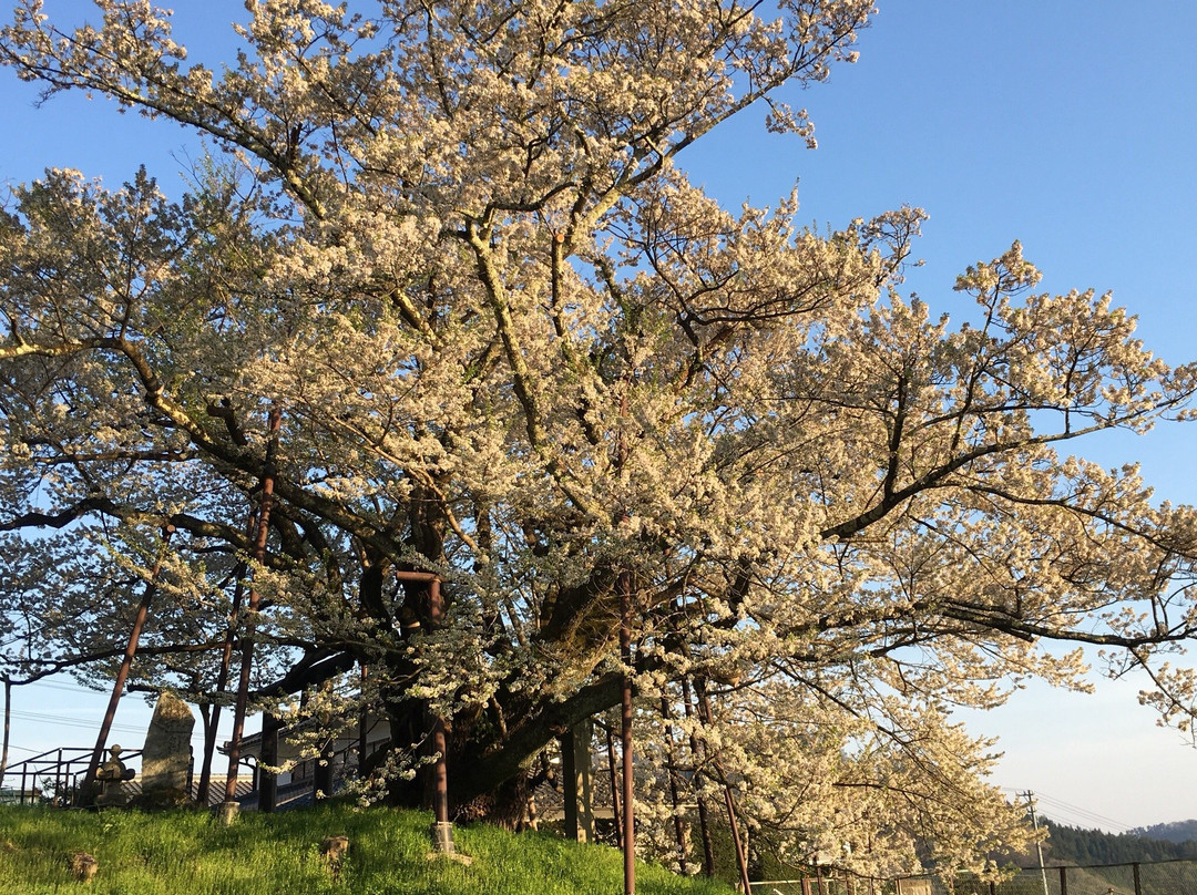 Jindaizakura of Suzakura Shrine-长野县必去景点